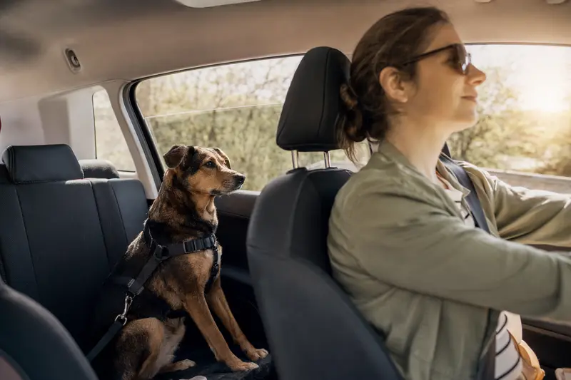 Ein Coban Köpegi sitzt sicher angeschnallt auf der Rückbank eines Autos, während der Besitzer ruhig fährt.