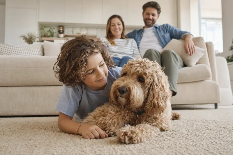 Ein freundlicher Cockapoo Hund liegt entspannt neben einem Kind im Wohnzimmer und vermittelt eine vertraute Familienatmosphäre.