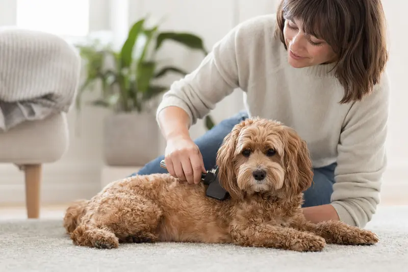 Ein Cockapoo wird zuhause liebevoll gebürstet und gepflegt, während sein Besitzer sich um die Fellpflege und das Wohlbefinden des Hundes kümmert.