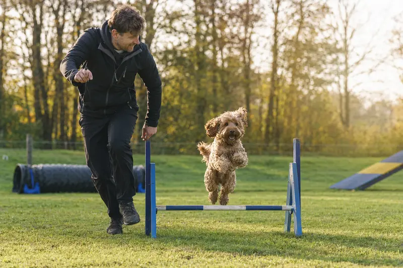Ein Cockapoo springt mit seinem Besitzer über eine kleine Trainingshürde auf dem Hundeplatz.