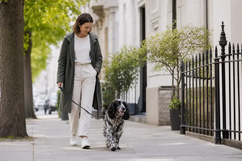 Ein Cocker Spaniel läuft an der Leine mit seinem Besitzer durch eine freundliche moderne Stadtstraße.
