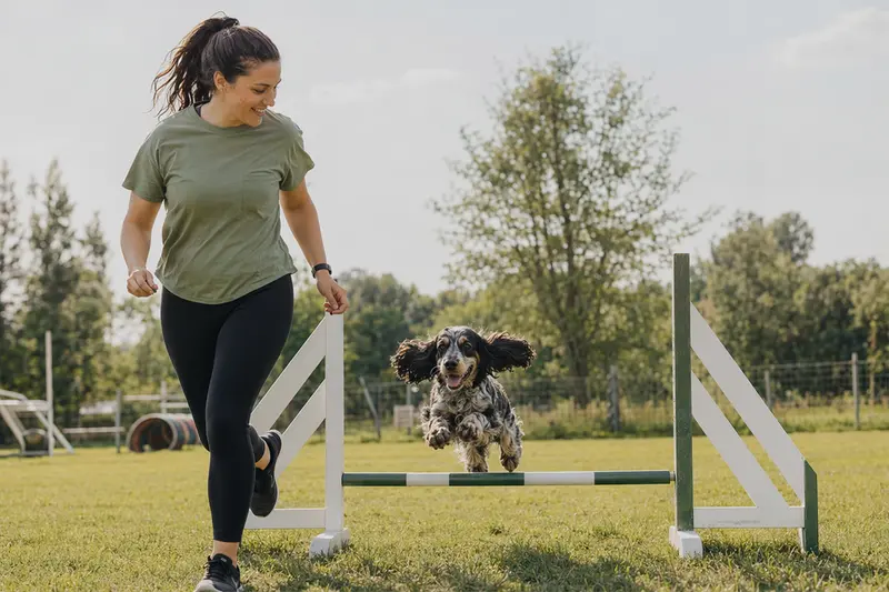 Ein aktiver Cocker Spaniel springt beim Hundetraining mit seinem Besitzer über eine kleine Hürde auf dem Hundeplatz.