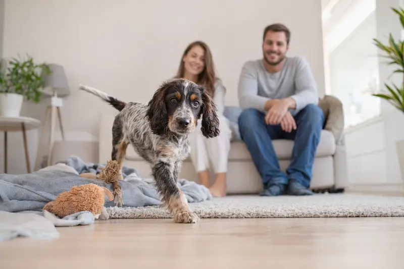 Ein neugieriger Cocker Spaniel Welpe erkundet sein neues Zuhause mit Spielzeug und einer liebevollen Familie im Hintergrund.