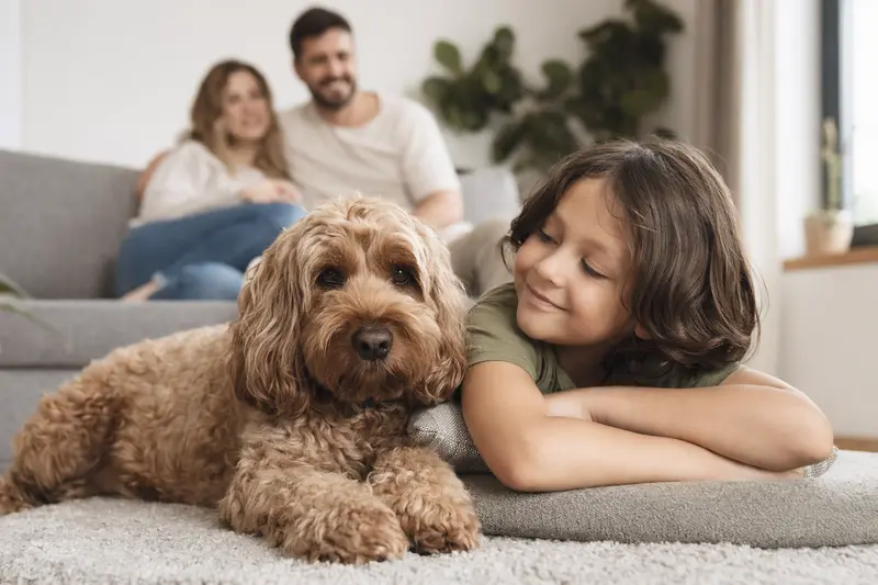Ein entspannter Cockerpoo Hund liegt neben einem lächelnden Kind im Wohnzimmer.