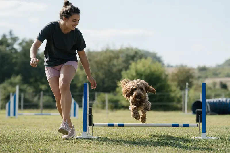 Ein aktiver Cockerpoo trainiert mit seinem Besitzer auf einem Hundeplatz über eine kleine Trainingshürde.
