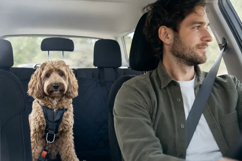 Ein Cockerpoo Hund ist sicher angeschnallt auf der Rückbank eines Autos und genießt die Fahrt mit seinem verantwortungsbewussten Besitzer.