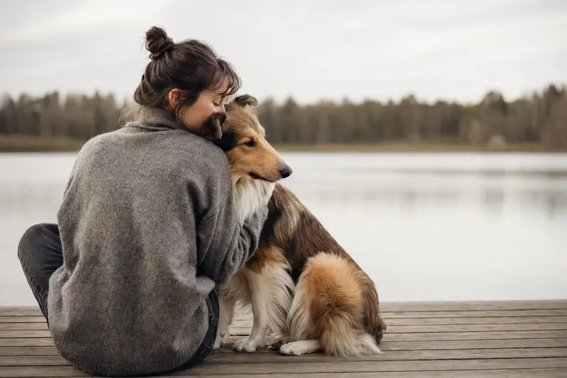 Ein aufmerksamer Collie steht in natürlicher Haltung vor hellem Hintergrund und passt als hochwertiges Tierportrait zum Thema Hundegesundheit.