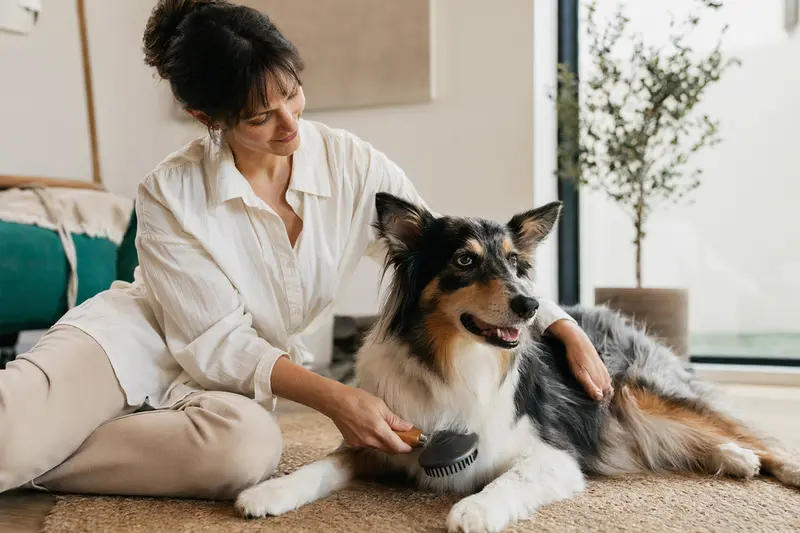 Ein Collie wird zuhause sanft gebürstet, während der Besitzer die Fellpflege liebevoll übernimmt.