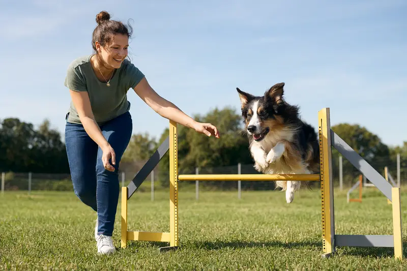 Ein aktiver Collie trainiert mit seinem Besitzer auf einem Hundeplatz über eine kleine Hürde und zeigt Freude an Bewegung.