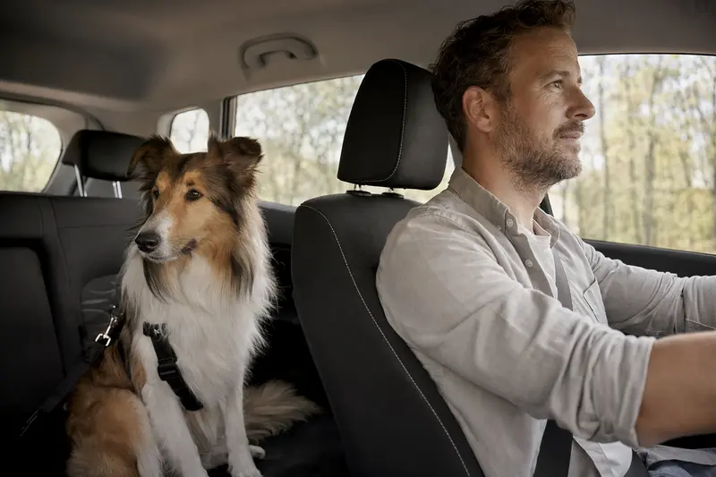 Ein Collie Hund sitzt sicher angeschnallt auf der Rückbank eines Autos, während der Besitzer entspannt fährt.