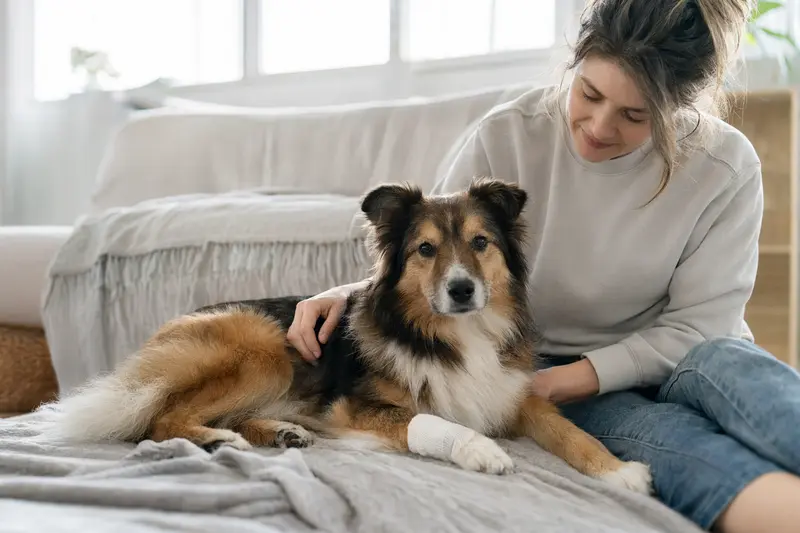 Ein entspannter Collie mit einem leichten Verband an der Pfote liegt neben seinem Besitzer in einer hellen Wohnung.