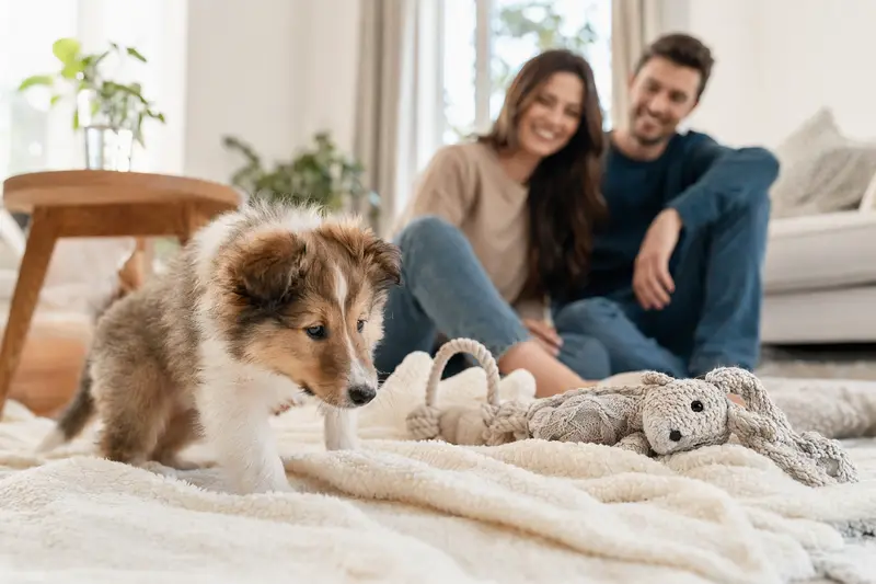 Ein neugieriger Collie Welpe erkundet seine neue, liebevolle und helle Wohnung mit Spielzeug und weicher Decke.
