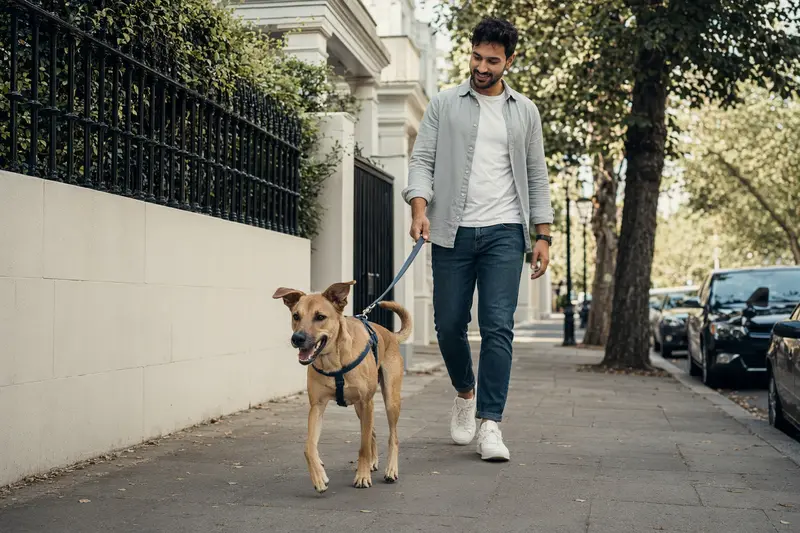 Ein Combai Hund läuft an der Leine mit seinem Besitzer durch eine freundliche moderne Stadtstraße.