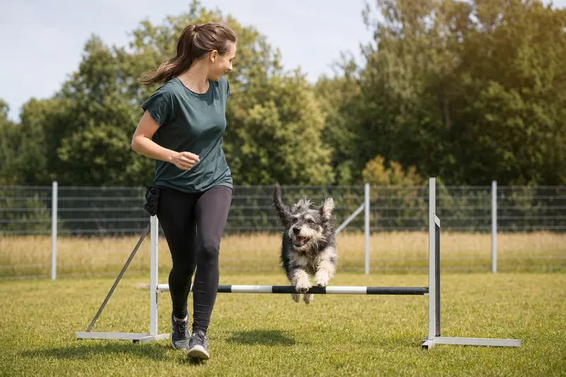Ein aktiver Combai Hund springt mit seinem Besitzer über eine kleine Trainingshürde auf dem Hundeplatz.