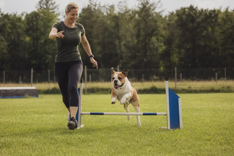Ein Continental Bulldog trainiert mit seinem Besitzer über eine kleine Hürde auf dem Hundeplatz bei sonnigem Wetter.