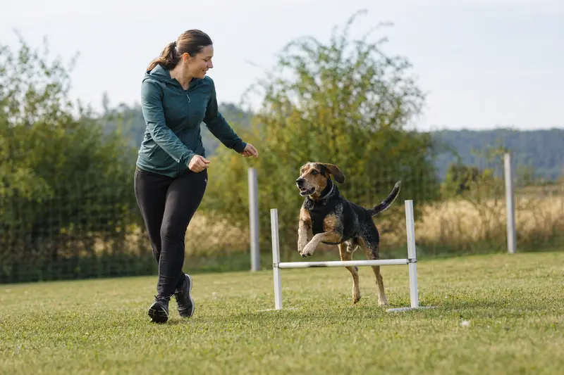 Ein aktiver Coonhound springt mit seinem Besitzer über eine kleine Trainingshürde auf dem Hundeplatz.
