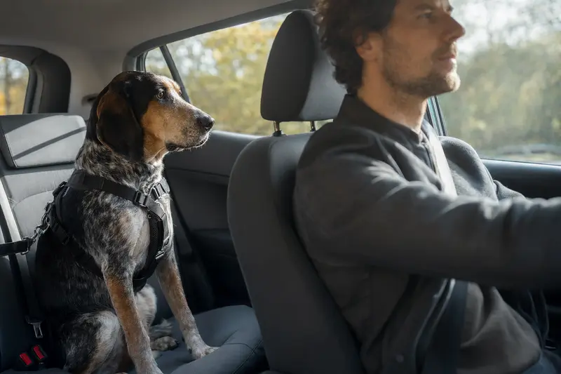 Ein Coonhound-Hund sitzt sicher angeschnallt auf der Rückbank eines Autos, während der Besitzer entspannt fährt.