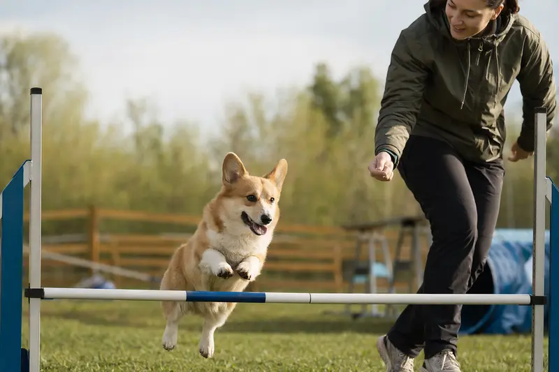 Ein aktiver Corgi springt mit seinem Besitzer über eine kleine Trainingshürde auf dem Hundeplatz.