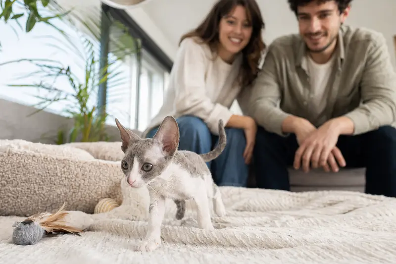 Neugieriges Cornish Rex Kätzchen erkundet sein neues Zuhause mit Spielzeug und einer weichen Decke.