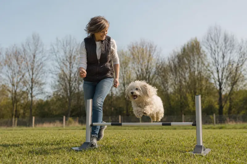 Ein aktiver Coton de Tulear Hund springt beim Training auf dem Hundeplatz über eine kleine Hürde.