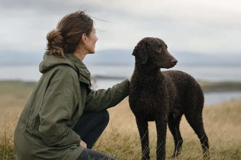 Ein Curly-Coated Retriever steht aufmerksam vor hellem Hintergrund und zeigt seine typische Fellstruktur in einem professionellen Hunde-Portrait.