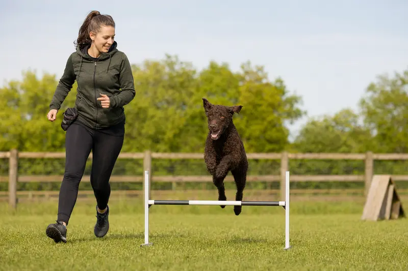 Ein Curly-Coated Retriever springt mit seinem Besitzer über eine kleine Trainingshürde auf dem Hundeplatz.