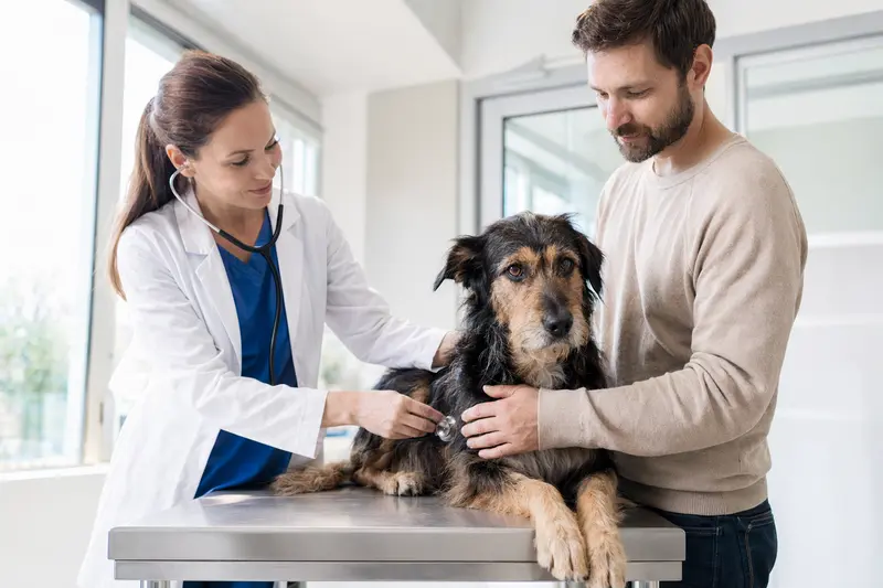 Ein ruhiger Cursinu Hund auf einem Untersuchungstisch wird von einer Tierärztin mit Stethoskop untersucht.