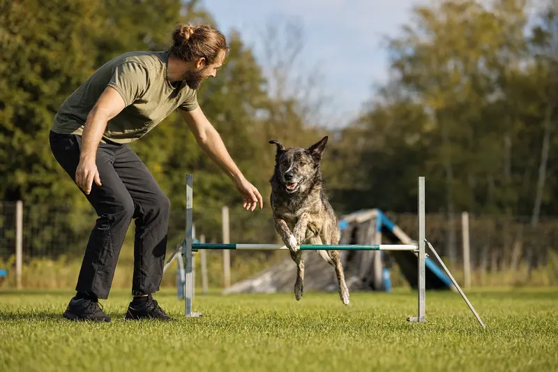 Ein Cursinu Hund springt mit seinem Besitzer über eine kleine Trainingshürde auf dem Hundeplatz.