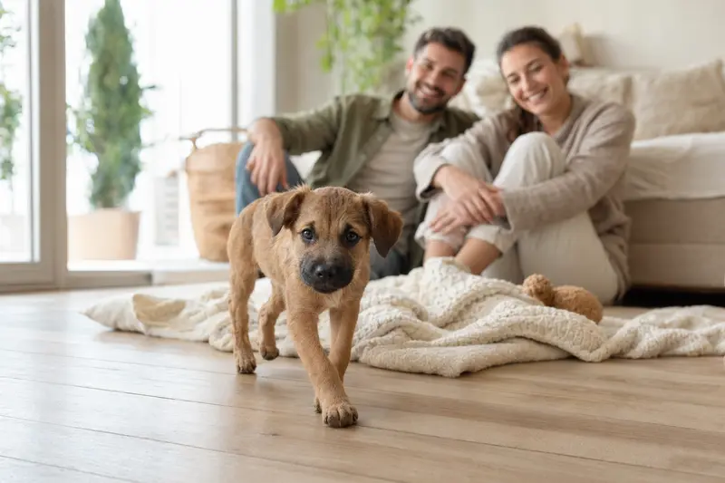 Ein neugieriger Cursinu Welpe erkundet seine neue, helle Wohnung mit Spielzeug und liebevoller Familie im Hintergrund.