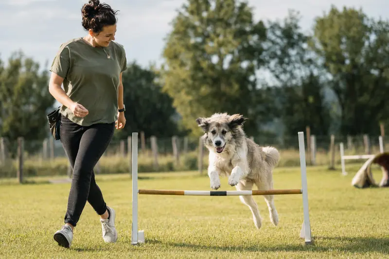 Ein aktiver Cuvac Slovensky trainiert mit seinem Besitzer über eine kleine Hürde auf dem Hundeplatz.