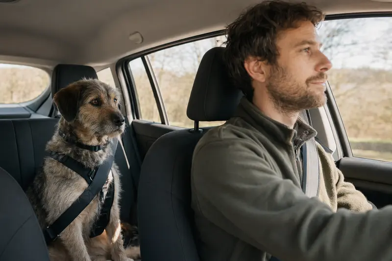 Ein Cuvac Slovensky Hund sitzt sicher angeschnallt auf der Rückbank eines Autos.