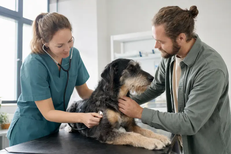 Ein ruhiger Da Capo Dog auf dem Untersuchungstisch, während eine freundliche Tierärztin ihn mit einem Stethoskop untersucht
