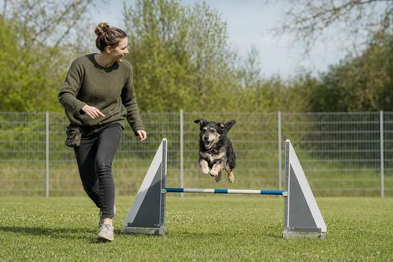 Ein aktiver Hund trainiert mit seinem Besitzer auf dem Hundeplatz über eine kleine Hürde und zeigt Freude an Bewegung und Hundesport.