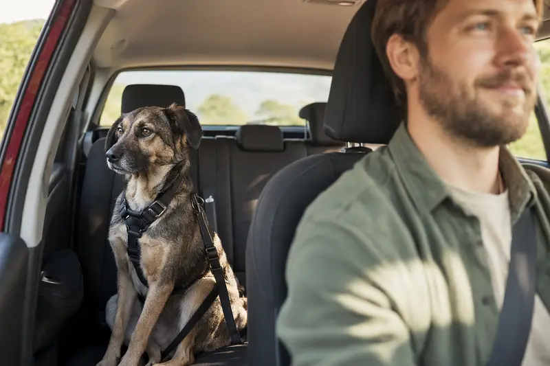 Ein Da Capo Dog Hund sitzt sicher angeschnallt auf der Rückbank eines Autos und genießt die Fahrt.