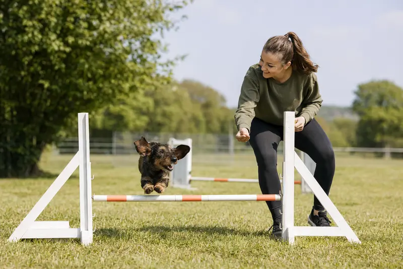 Ein Dachshund trainiert mit seinem Besitzer auf einem Hundeplatz über eine kleine Hürde bei sonnigem Wetter.