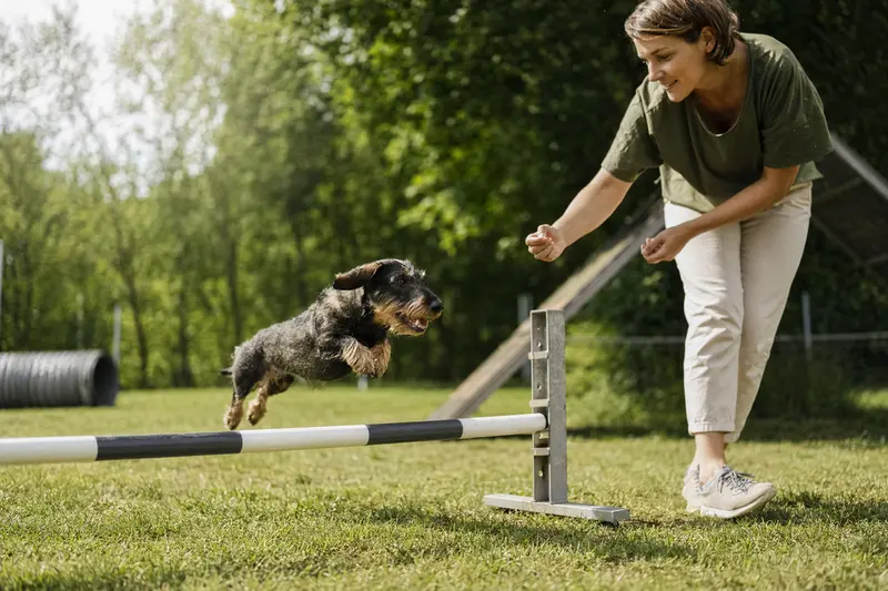 Ein aktiver Dackel trainiert mit seinem Besitzer über eine kleine Hürde auf dem Hundeplatz und wirkt dabei fröhlich und konzentriert.