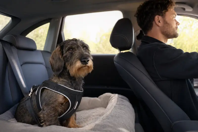 Ein sicher angeschnallter Dackel auf der Rückbank eines Autos, während der Fahrer entspannt fährt.