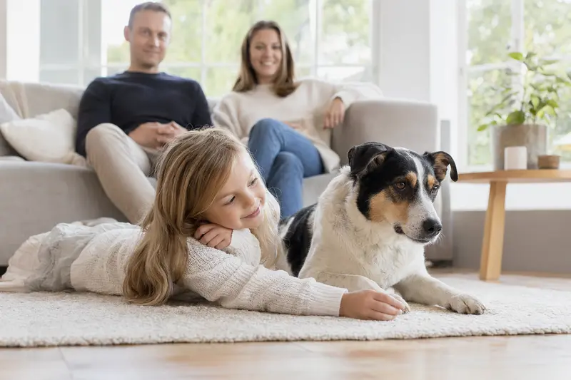 Ein entspannter Dänisch-Schwedischer Farmhund liegt neben einem Kind im Wohnzimmer und schafft eine vertrauensvolle Familienatmosphäre.