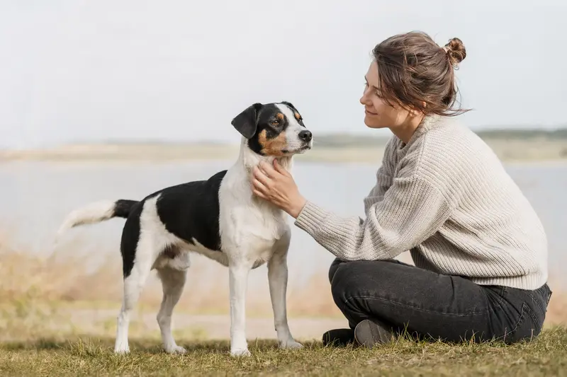 Dänisch-Schwedischer Farmhund steht aufmerksam in natürlicher Haltung vor hellem Hintergrund.