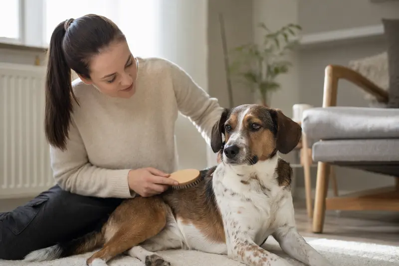 Ein Dänisch-Schwedischer Hofhund wird in einer hellen Wohnung sanft gebürstet, während sich sein Besitzer liebevoll um die Fellpflege kümmert.