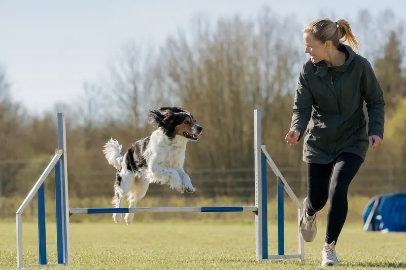 Ein Dänisch-Schwedischer Hofhund trainiert mit seinem Besitzer auf einem Hundeplatz über eine kleine Hürde.