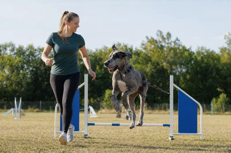 Dänische Dogge beim Training über eine kleine Hürde auf dem Hundeplatz mit ihrem Besitzer bei sonnigem Wetter.