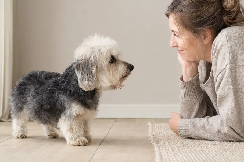 Ein aufmerksamer Dandie Dinmont Terrier steht in natürlicher Haltung vor hellem, neutralem Hintergrund.