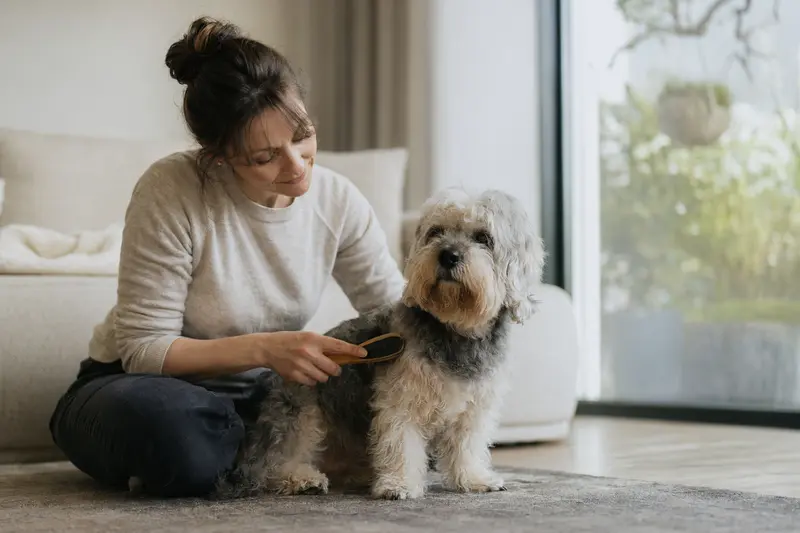 Ein Dandie Dinmont Terrier wird in einer hellen Wohnung sanft gebürstet, während sich der Besitzer liebevoll um die Fellpflege kümmert.