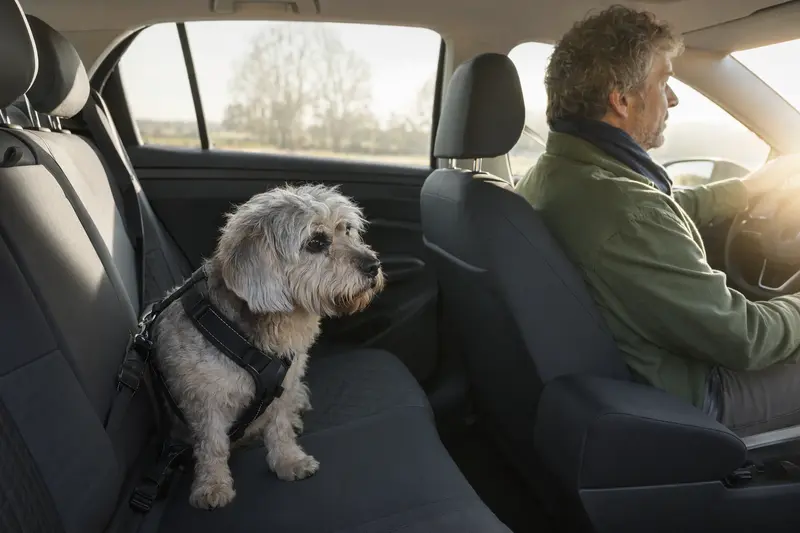 Ein Dandie Dinmont Terrier sitzt sicher angeschnallt auf der Rückbank eines Autos und blickt entspannt aus dem Fenster.