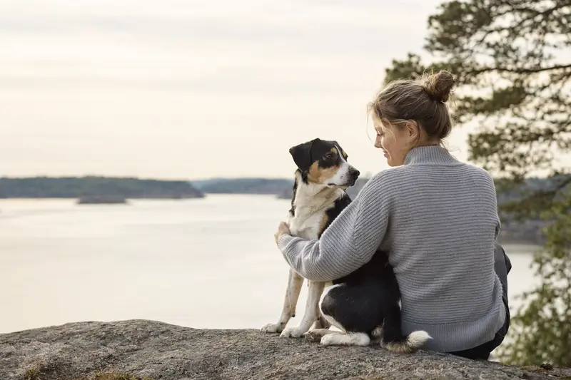 Ein aufmerksamer Dansk-Svensk Gardshund steht in natürlicher Haltung vor hellem neutralem Hintergrund.