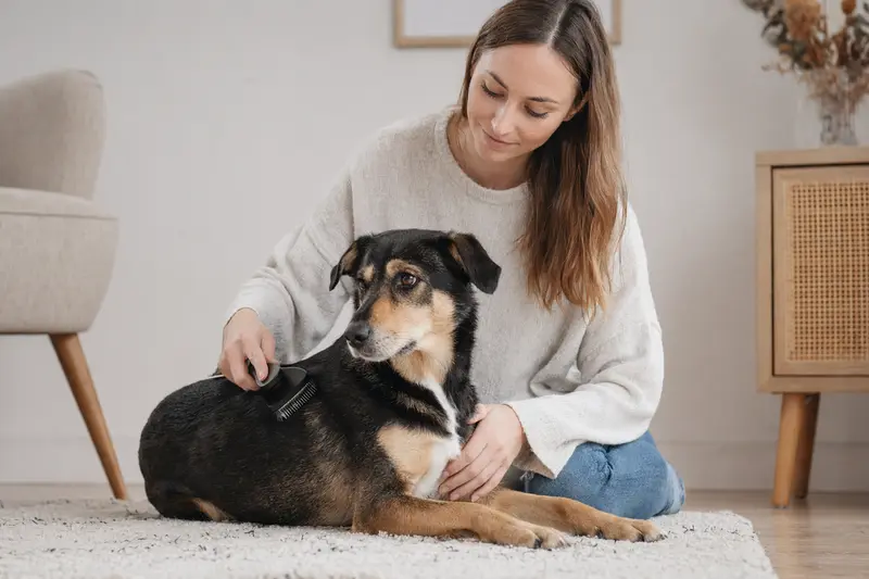 Ein Dansk-Svensk Gardshund wird zuhause sanft gebürstet, während der Besitzer sich liebevoll um die Fellpflege kümmert.
