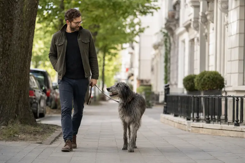 Ein Deerhound läuft an der Leine mit seinem Besitzer durch eine moderne Stadtstraße im Alltag.