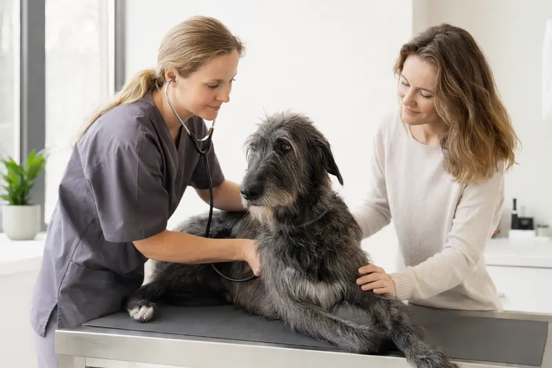 Ein ruhiger Deerhound auf einem Untersuchungstisch wird von einer freundlichen Tierärztin mit einem Stethoskop untersucht, während sein Besitzer beruhigend danebensteht.