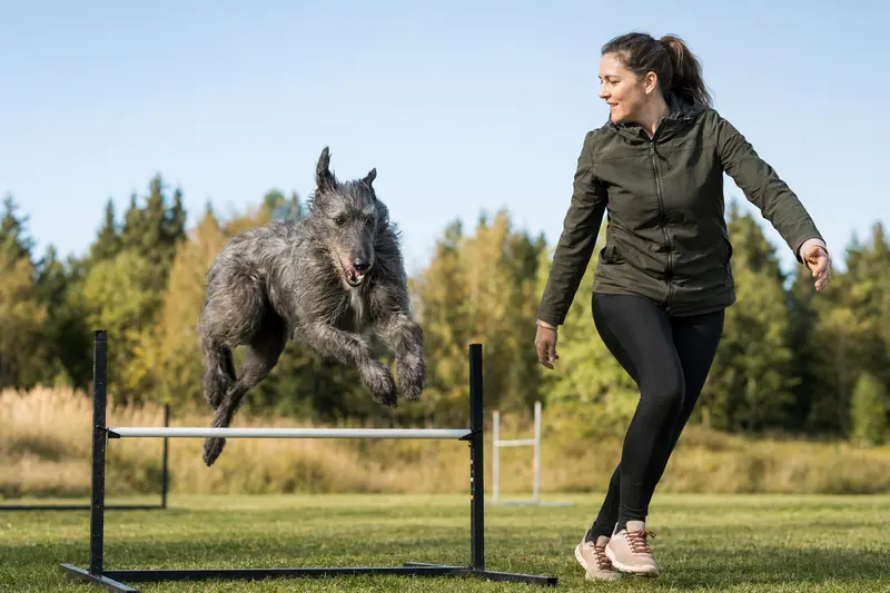 Ein aktiver Deerhound trainiert mit seinem Besitzer auf einem Hundeplatz über eine kleine Trainingshürde.